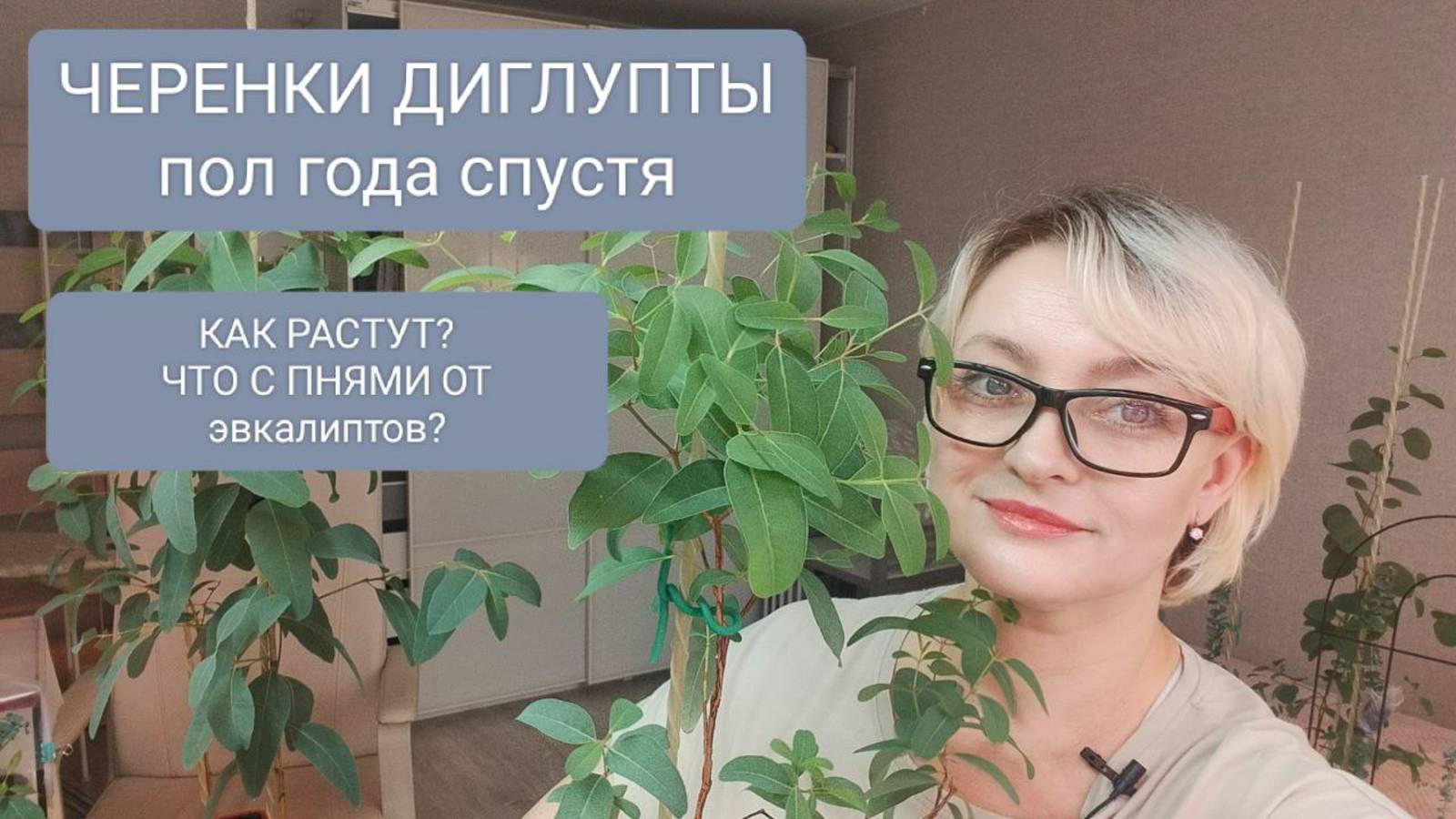 🟡🟢ОБЗОР ПО УКОРЕНЁННЫМ ЧЕРЕНКАМ ЭВКАЛИПТА ДИГЛУПТА смотреть онлайн