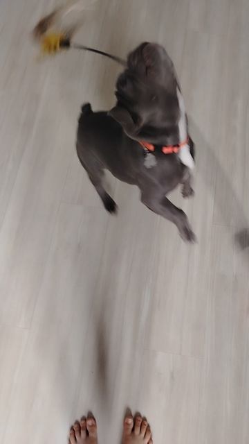 Играю с собакой смотреть онлайн