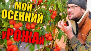 Ну очень сладкие томаты и другие шедевры дачного сезона 2025.