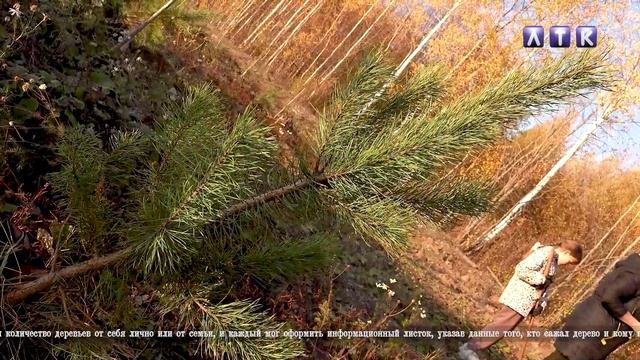 7 октября - День сквера в Лысьве смотреть онлайн