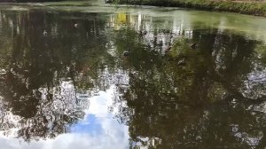 Звуки природы. Пруд с гусями. И белками