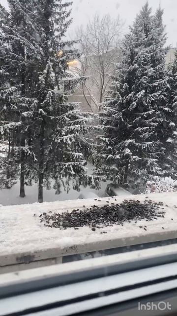 Зима наступила неожиданно ❄️️#cat #дача #садоводничество