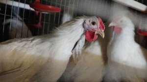 Массовая гибель домашней птицы из-за инфекции зафиксирована в Казахстане