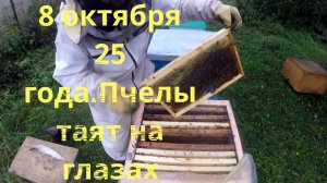 8 октября 25 года, Пчелы тают на глазах.