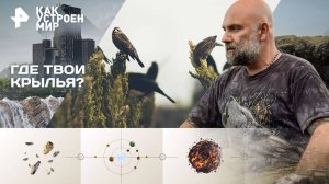 Где твои крылья? — Как устроен мир с Тимофеем Баженовым (08.10.2025)