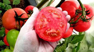 Эти помидоры показали себя на все 100%! Обязательно буду сажать урожайные томаты сорта «Розовые верш