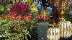 Осенний Влог.Украшаю сад к зиме ,закупка продуктов.