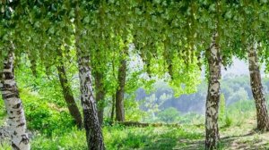 Футаж Березовая Роща