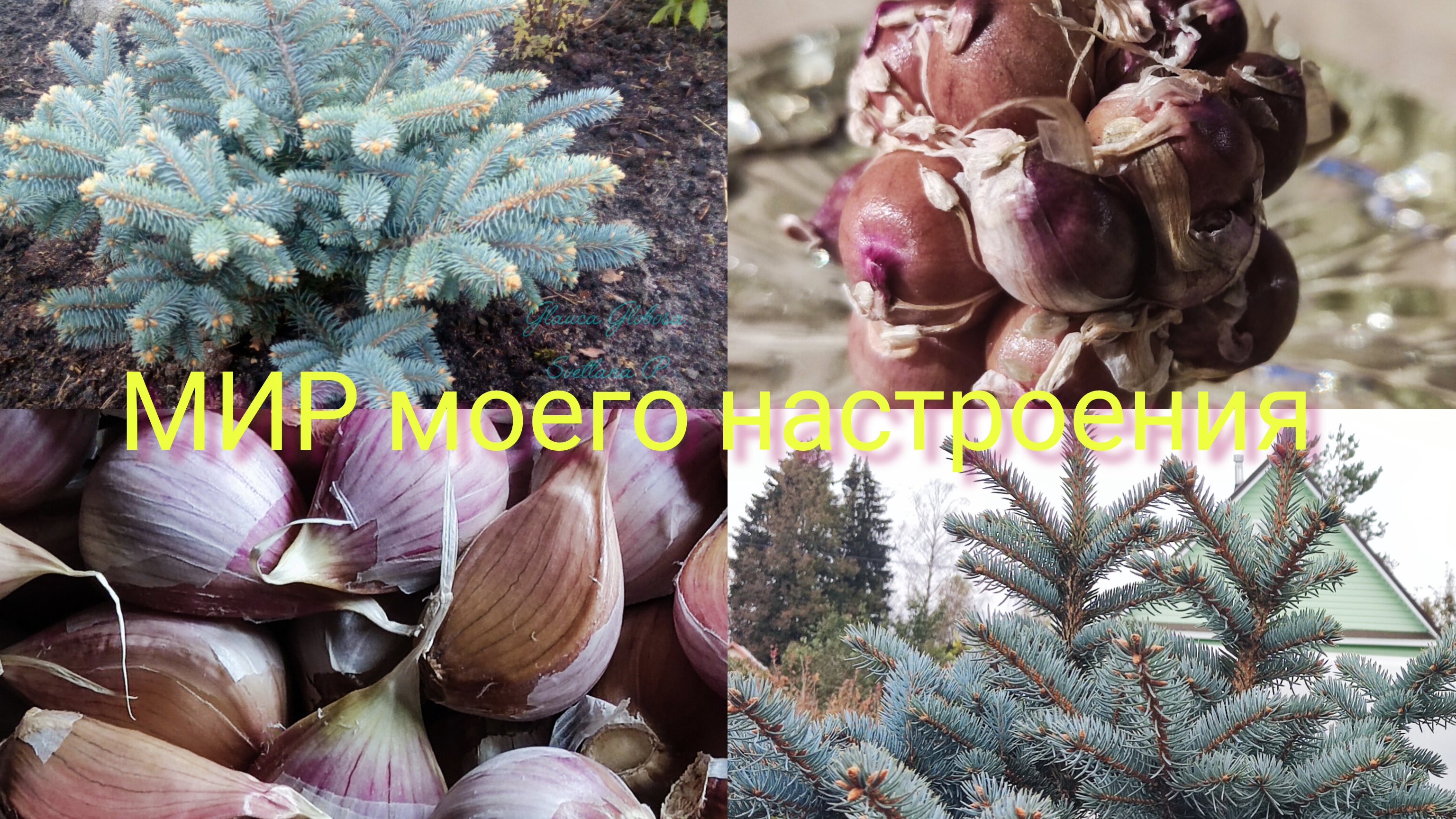 06.10.25 Дача.Спасаю ёжика.Любуюсь Глаукой.Готовлю чеснок к посадке. смотреть онлайн