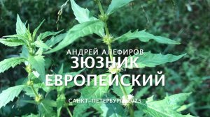 Зюзник европейский. Алефиров А.Н.