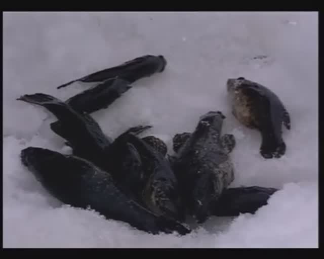 Как приготовить самодельные «Шпроты» из Ротана-головешки (Chinese sleeper) — Perccottus glenii ? смотреть онлайн