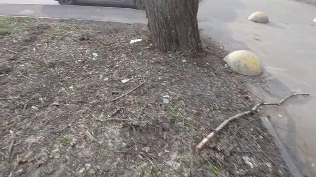 Кусты выкопали и поврежденные при завозе снега деревья вырублены__хотят положить тротуар к зебре