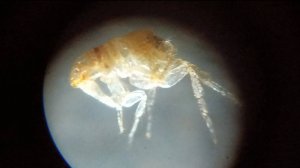 Тула. Обнаружила подкованную блоху. Как оружейники огороды сажали. Прогулка по городу. Ул.Металлис