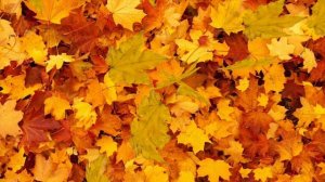 ФУТАЖ  ОСЕНЬ ЗОЛОТАЯ