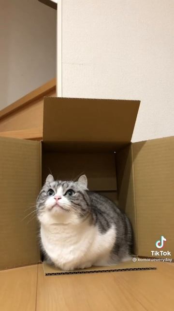 комару кот смотреть онлайн