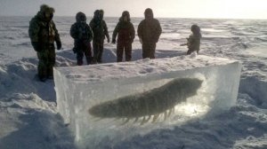 Учёные оживили замороженное существо ❄️ Ему 24 000 лет 😱🧬