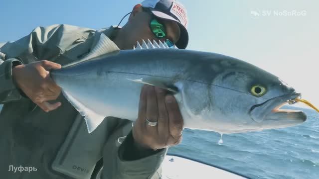Почему у морских спиннингистов пользуется популярностью Луфарь (Bluefish) — Pomatomus saltatrix ? смотреть онлайн