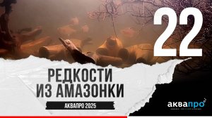 22. Редкости из Амазонки. #АкваПро