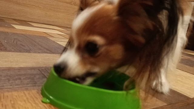 Вкусная еда для собаки