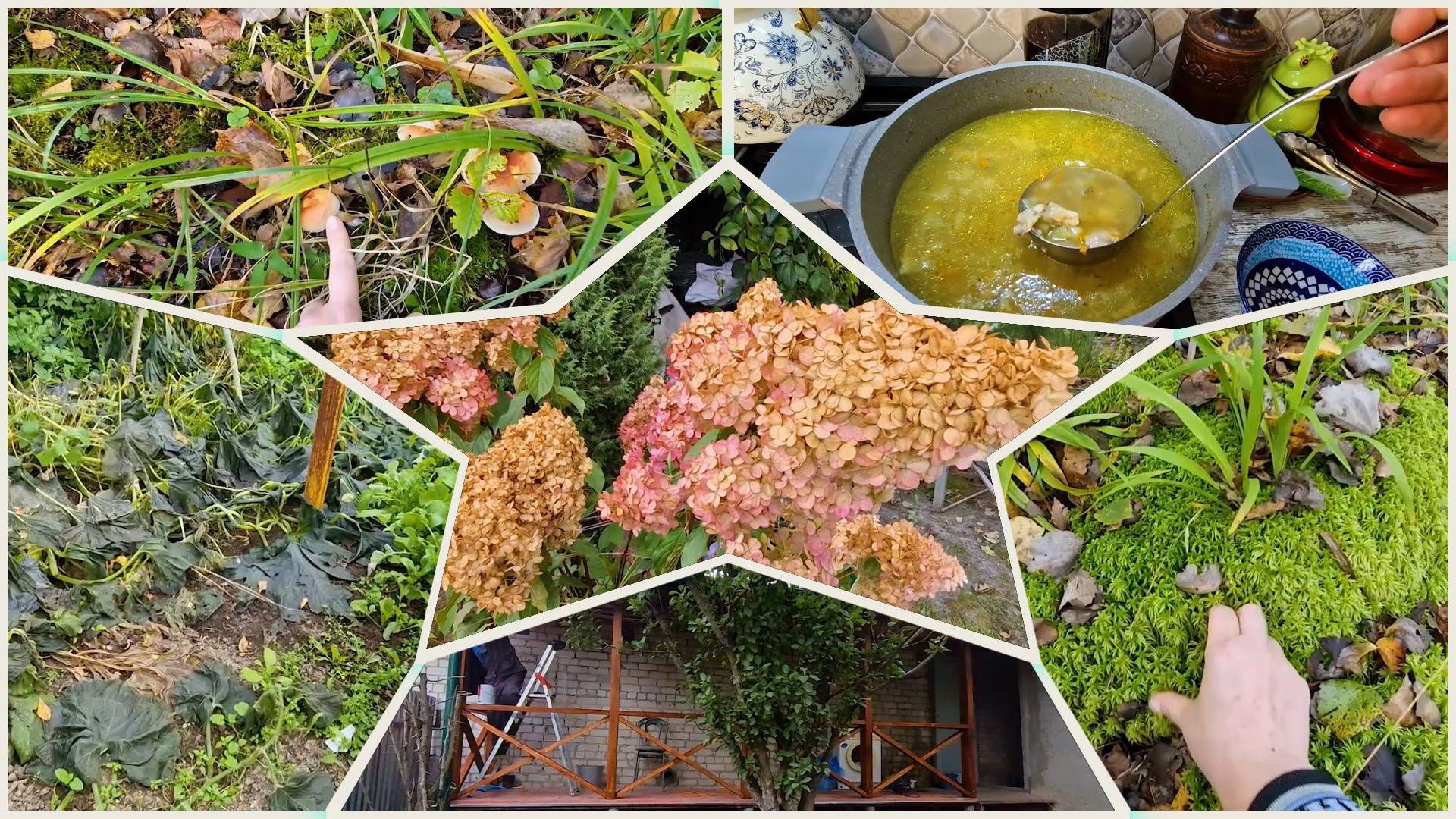 Лес и огород после мороза в октябре. Добываем мох. Веранда и новая кастрюля 🔥👍 смотреть онлайн