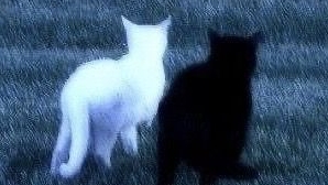 Черный и Белый котик 🤍🖤