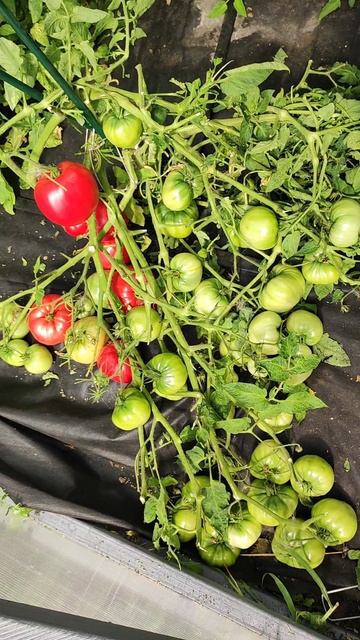 3 сорта томата которые ни на что не променяю сажаю ежегодно и всегда собираю ящиками смотреть онлайн