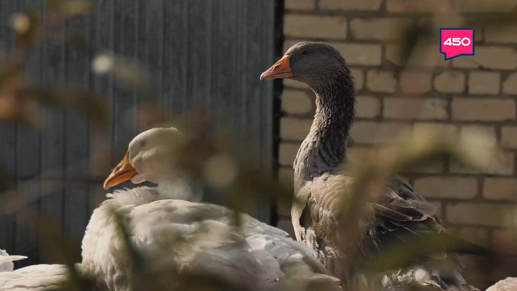 Банкир-птицевод. Агрокурьер