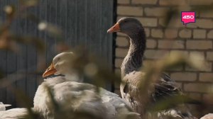 Банкир-птицевод. Агрокурьер