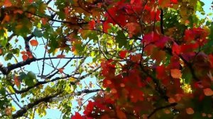 Жёлтый вальс... Николай Баданин