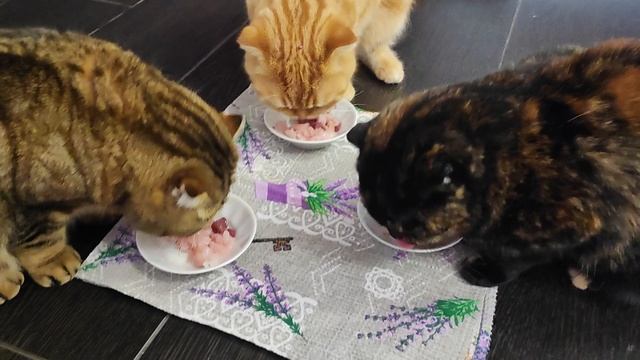 обед у любимуш смотреть онлайн