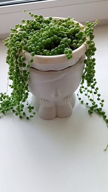 Крестовник Роули смотреть онлайн