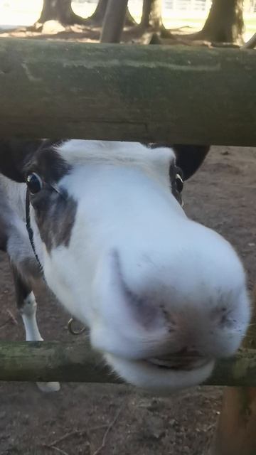 Очаровашка смотреть онлайн