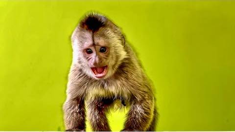 Вот это Финик РАЗОШЕЛСЯ! Вы посмотрите, как он стал НАПАДАТЬ на Анфису! смотреть онлайн