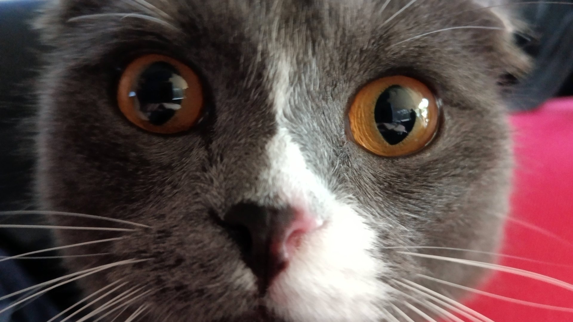 ОБЗОР КАНАЛА.‼️‼️⁉️ Не Белая и не Пушистая .Такая,,какая есть. смотреть онлайн