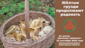 Жёлтые грузди продолжают радовать! Дневник грибника 22 сентября 2023 года.