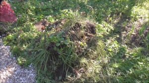 Мой фильм Облагораживаем цветник