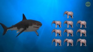 Эксперты утверждают, что мегалодон, каким его знали, никогда не существовал