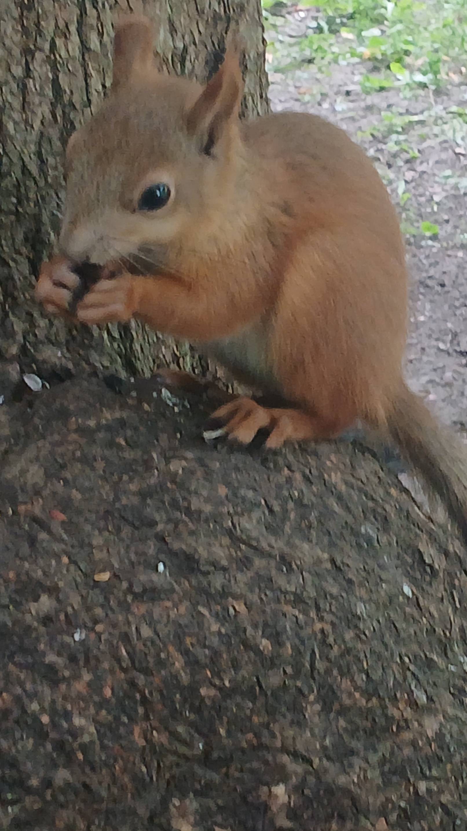 Дружба дружбой, а орешки врозь... смотреть онлайн