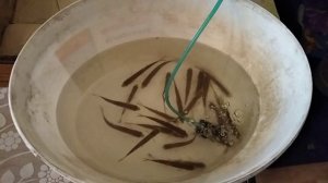 Чебак — что за рыба.