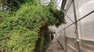 Оранжерея. Ботанический сад УдГУ. Экскурсия. Ижевск, Удмуртия 8 октября 2025 г.