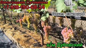 к/м Дубовский, Джой, Атика!