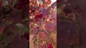 красавица - осень