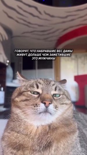 Плюсую котику!