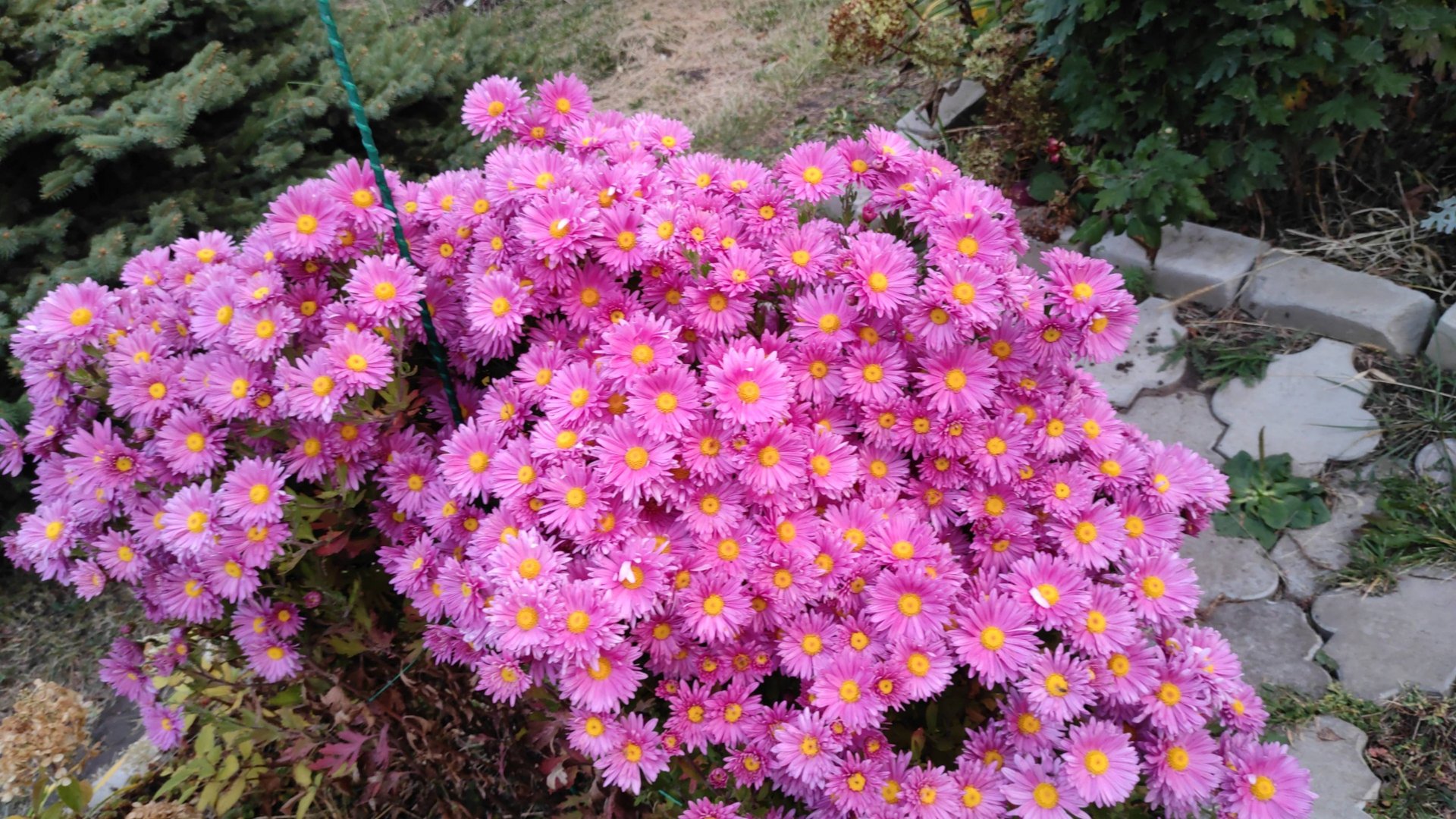 Осеннее раннее утро🌺. смотреть онлайн