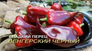 Сладкий перец ВЕНГЕРСКИЙ ЧЕРНЫЙ (Black Hungarian). Обзор сортов ПЕРЦА!