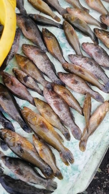 Теперь точно сезон летней рыбалки закрыт!!!