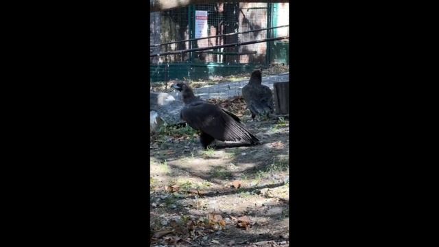Черный гриф Гоша в хабаровском зоосаде переехал в просторный вольер смотреть онлайн