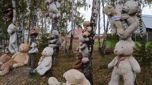 Медведи на трассе. Откуда они взялись и почему их там столько ? Мезенские медведи.