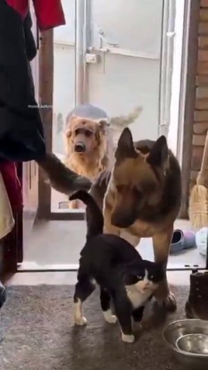 Кот шикарный! Вид бандитский, взгляд наглый 😂