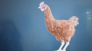 "Курица домашняя". Уникальный 3D-атлас